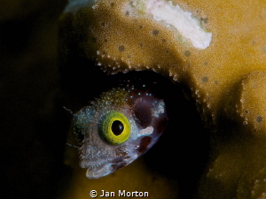 Secretary Blenny Face
 by Jan Morton 